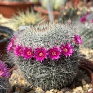 Old Lady Cactus