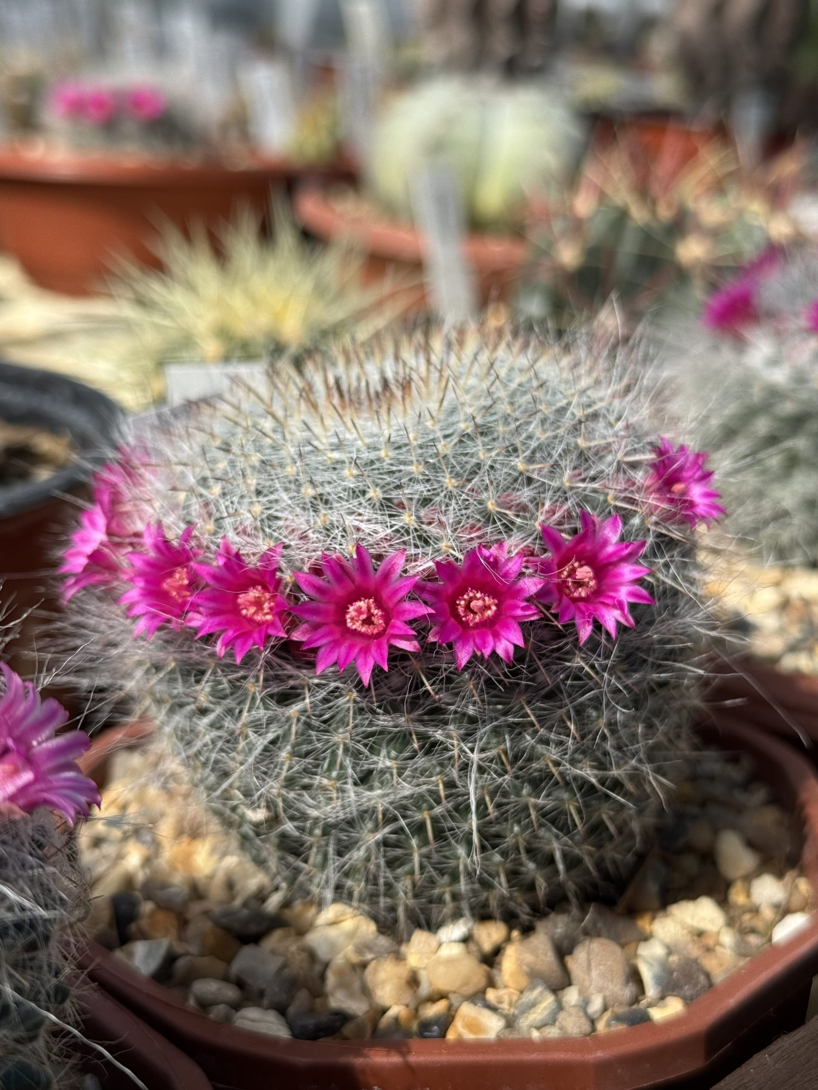 Old Lady Cactus