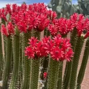 Cleistocactus